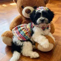 سگ شیتزو /توله سگ /پودل مالتیز/مالتیپو