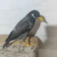 مرغ مینا ماده