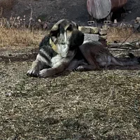 پژدر|سگ|چادگان, |دیوار