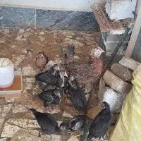 مرغ و خروس|حیوانات مزرعه|مرزیکلا, |دیوار