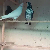 کفتر کبوتر ۳تا