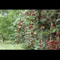 نهال آلبالو محلی رابر