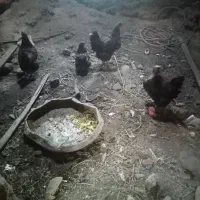 مرغ سیاه