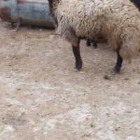 شیشک نو بند چاق