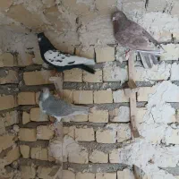 کبوتر بهبهانی بزن|پرنده|شیراز, کرونی(خاتونک)|دیوار