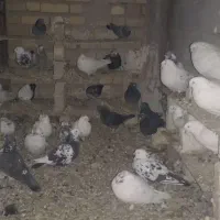 حیوانات مزرعه کبوتر|پرنده|روانسر, |دیوار