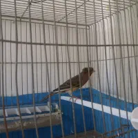 قناری نروماده