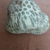 سنگ فسیل کرینوئید چندمیلیون ساله