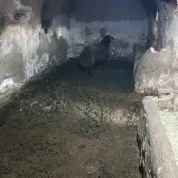 گوسفند بره داشتی|حیوانات مزرعه|لالجین, |دیوار