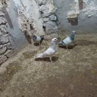 سبز کلاهی|حیوانات|کرمان, |دیوار