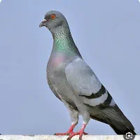 کبوتر