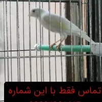 قناری سفیدنر یکسر کشیده وبلند