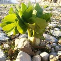 پیاز کرفس کوهی