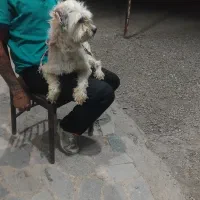سگ پشمالو