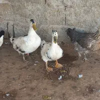 یک جفت غاز خوب و یک جفت اردک