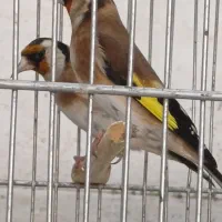 سهره ماده مست