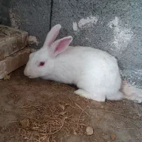 خرگوش|موش و خرگوش|بندرعباس, |دیوار