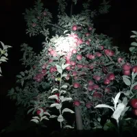 چوب بدی سیار