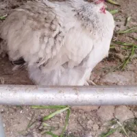 فروش مرغ تخم گذار