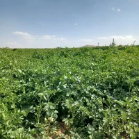 بذر جیلی ۱۴۰۱|گل و گیاه طبیعی|قیدار, |دیوار