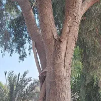 بریدن انواع درختان ایستاده|خدمات باغبانی و درختکاری|بوشهر, |دیوار