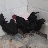 مرغ خروس رزمکامپ،جانپیز