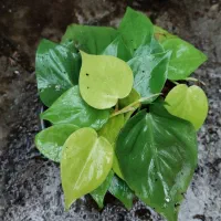 پتوس|گل و گیاه طبیعی|رشت, کوی طالقانی|دیوار