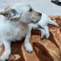 گمشده|حیوانات|شیراز, انجیر|دیوار