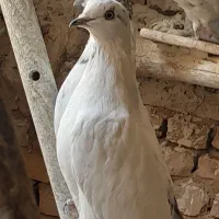کفتر