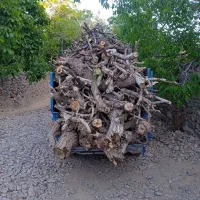 خرید وهرس چوب باغی|خدمات باغبانی و درختکاری|بیرجند, |دیوار