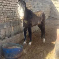 اسب فروشی ۹ماه