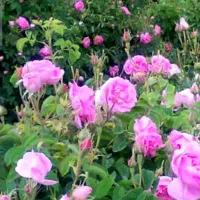 ریشه گل محمدی(گول باخی) وریشه انگورسیاه(رشه)