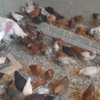 جوجه و بوقلمون