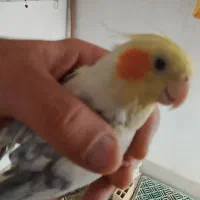 عروس|پرنده|سمیرم, |دیوار