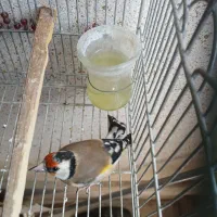 سهره دورگ سر سیاه ماده