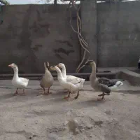 قو غاز نر
