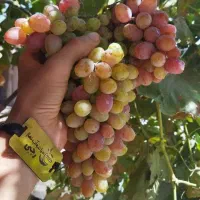 پیش فروش نهال انگور صاحبی لیبل دار|خدمات باغبانی و درختکاری|آرمرده, |دیوار