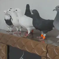 ۷تا پرشی|پرنده|آشخانه, |دیوار