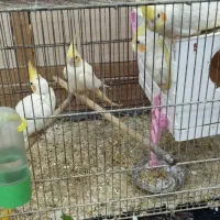 پرنده فروشی