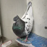کله قلدر