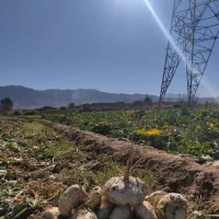 سر و خود شلغم|حراج|بیرجند, |دیوار