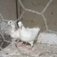 کفتریک جفت خطداربایک جفت سبزضمانتی