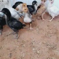 جوجه