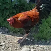 خروس پابلند افغان