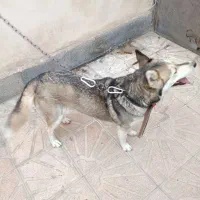 هاسکی بازیگوش ماده|سگ|چناران, |دیوار