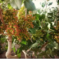 زمین-پسته-واقع-بردسیر