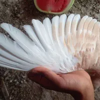 کبوتر ساده و چپ و اوگون|پرنده|سبزوار, قلعه‌نو دهزار|دیوار