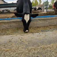 کارگر گاوداری شیری آشنا با تراکتور وسط کار