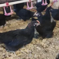 جوجه 110روزه گلپایگان مرغ خروس سیاه تاقچه جهادی|حیوانات مزرعه|مشهد, ویلاشهر|دیوار