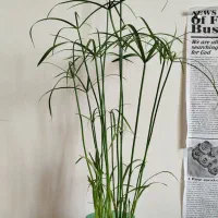 زیبا و خوشکل|عمده‌فروشی|سرپل ذهاب, |دیوار